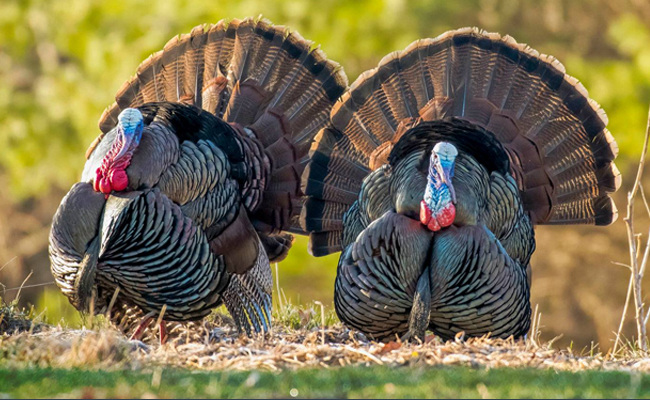 2 turkeys